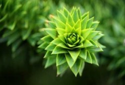 社区端午节活动方案通用